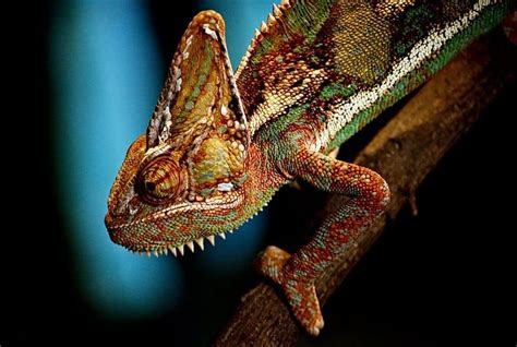 Chameleon - A-Z Animals