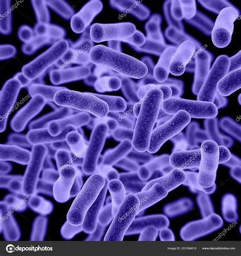 Germ Cells Under A Microscope