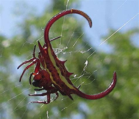 Beautiful Spider Pictures and Fun Facts | Owlcation