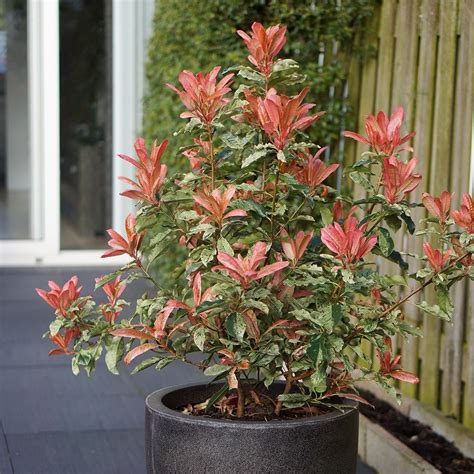 Buy photinia Photinia serratifolia 'Pink Crispy ('Oploo5') (PBR ...