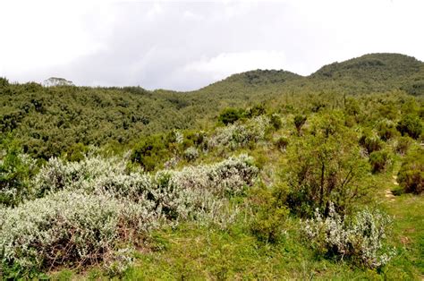 Hafuursa Hill (Reserved Area) - Sidama Region Culture, Tourism& sport ...