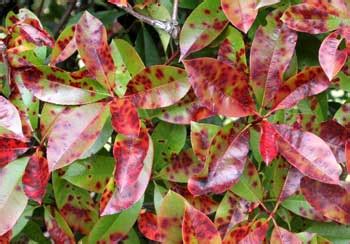 Red Tip Photinia Diseases