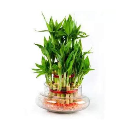 Feng Shui Bamboo Plant For Decoration Rs 450 Crazyflora Id 6317842912