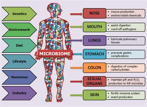 Microbes in the human body