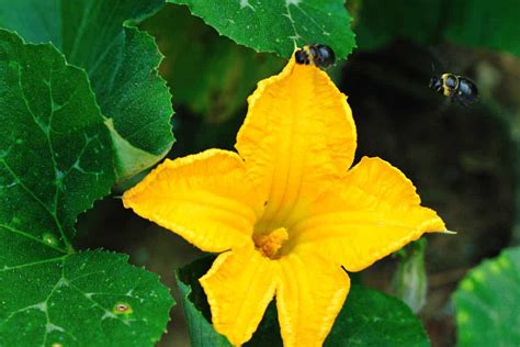 Pumpkin Plant Only Male Flowers | Best Flower Site