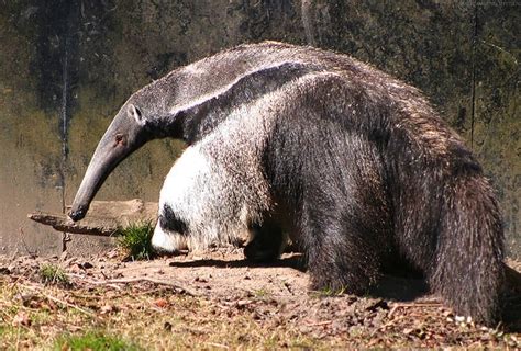 Anteater - A-Z Animals