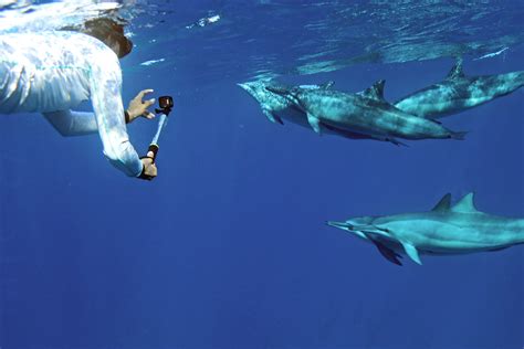 Oahu Dolphin Swim Tour Invests $1 Million on New Boat and Reflects on ...