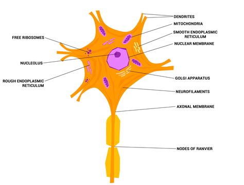 Neurons - The crazy wires in our body. – Doctor Jana