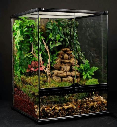 Perfect tree/ dart frog set up! | Tree frog terrarium, Frog terrarium ...