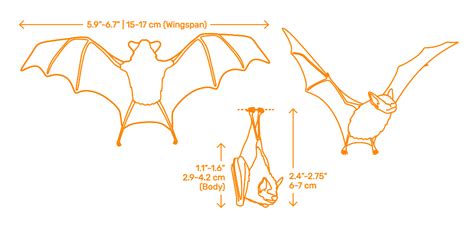 Bumblebee Bat (Craseonycteris thonglongyai) Dimensions & Drawings ...