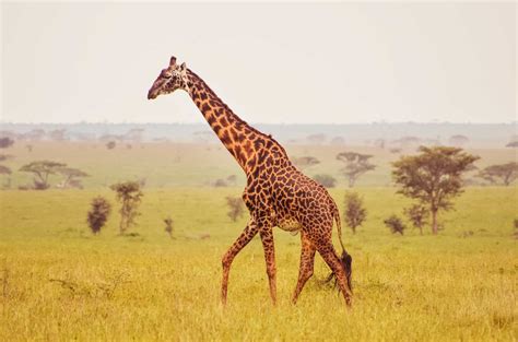 Africa's Top 12 Safari Animals and Where to Find Them