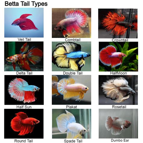 BETTA FISH TYPES - BettaFishAquarium.com | Betta fish types, Betta fish ...