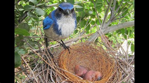 Blue Jay Nesting Season