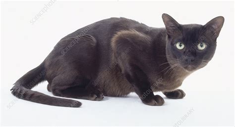 Brown Burmese cat crouching - Stock Image - C051/7327 - Science Photo ...