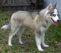 Huskimo Dog Breed » Huskimo Pictures, Breed Info & More | Dog breeds ...