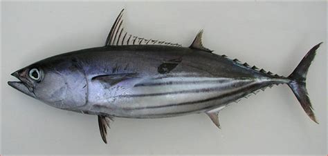 About Skipjack Tuna Fish Biology and Habitat - Tuna Skipjack Frozen ...