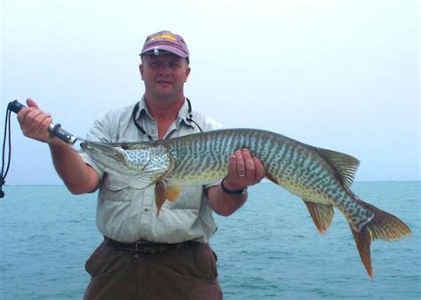 Gallery For > Tiger Muskellunge Lures