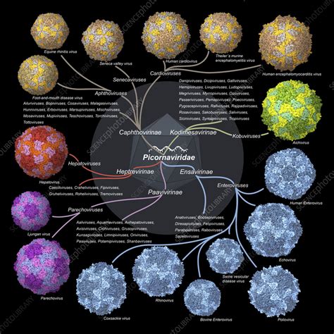 Picornaviridae viruses, illustration - Stock Image - C057/0493 ...