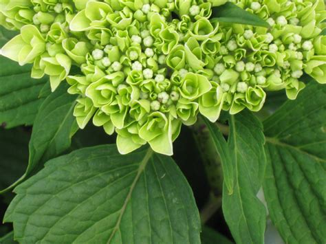 Green Hydrangea by FebruarySong2008 on DeviantArt