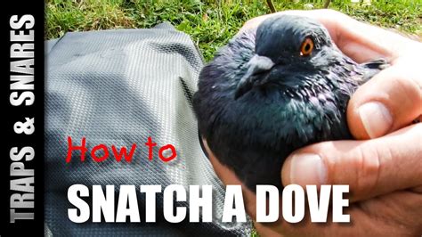 HOW TO SNATCH A DOVE - Traps and Snares - YouTube