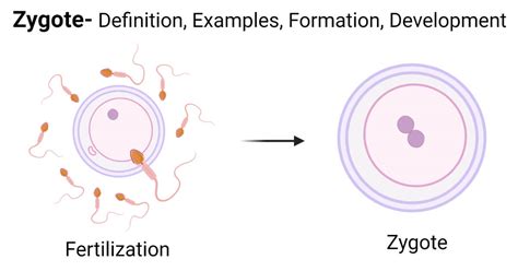 Zygote- Definition, Examples, Formation, Development, Challenges