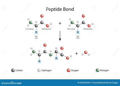 Peptide Bond. Formation Of Amide Bonds From Two Amino Acids As A Result ...