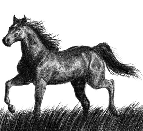 Black horse by Amarevia on DeviantArt