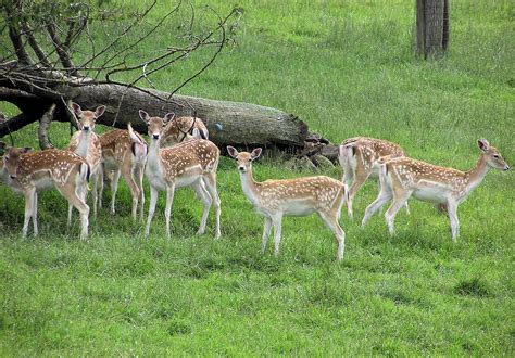 File:Fallow deer arp.jpg - Wikimedia Commons