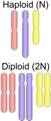 Haploid - Definition and Examples - Biology Online Dictionary