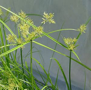 Nutsedge – Fairfax Gardening