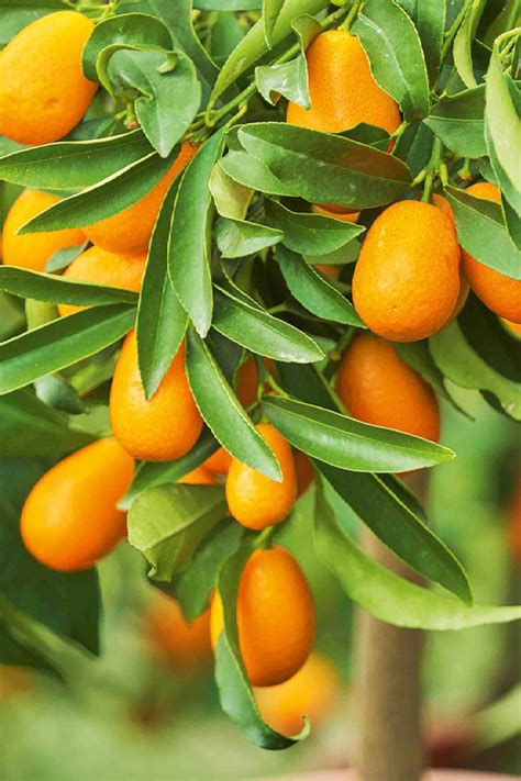 Kumquat Tree - Fruiting - Outdoor Plants | Plantshop.me