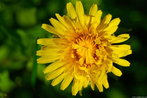 Yellow Dandelion