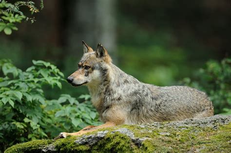 The wolves' habitat – Gray wolves prefer to live in mountain forests ...