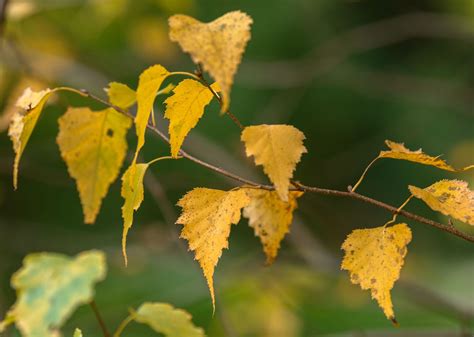 Paper Birch Tree Leaves