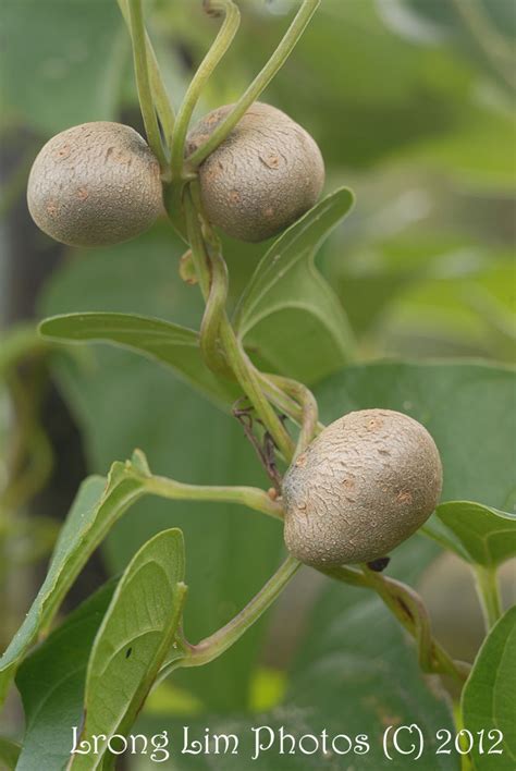 Potager Y @ Japan: Japanese yam aka 'Jinenjo' and the Beautiful Blog ...