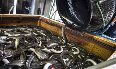 Eel farming is growing rapidly despite the pandemic