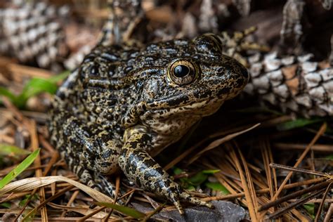 Dusky Gopher Frog – Reptiles and Amphibians of Mississippi