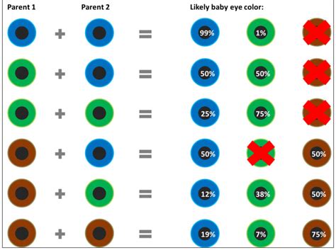 Analyzing Eye Color Genetics Chart and What You Need to Know