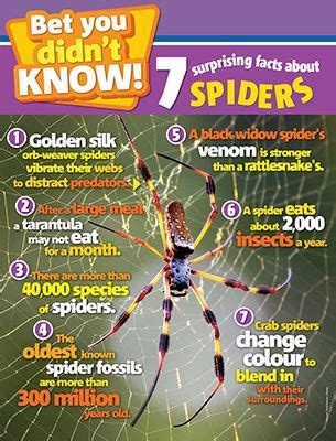 Spider Facts Primary Resource | National Geographic Kids