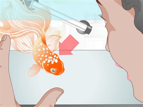 How Do You Take Care of a Goldfish? - Women Daily Magazine