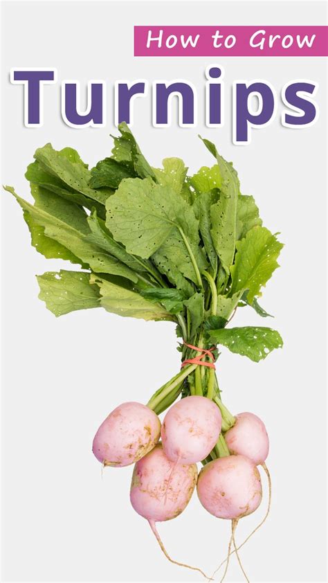 How to Grow Turnips - Recommended Tips