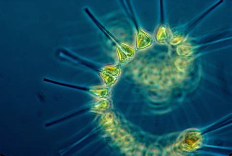 Allison Lamplugh : Phytoplankton: Small in size, large in importance.