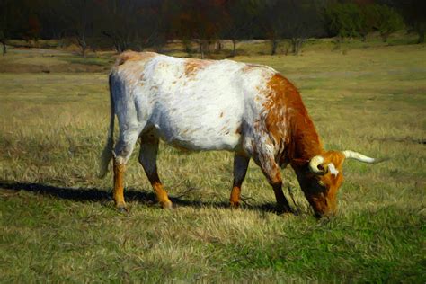 Longhorn Cow Grazing Painting by Ann Powell - Pixels