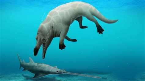 New species of ancient four-legged whale discovered in Egypt - BBC News