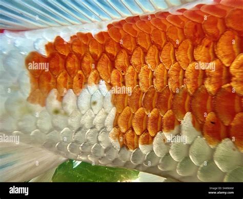 Close up of koi fish scales in orange and white Stock Photo - Alamy