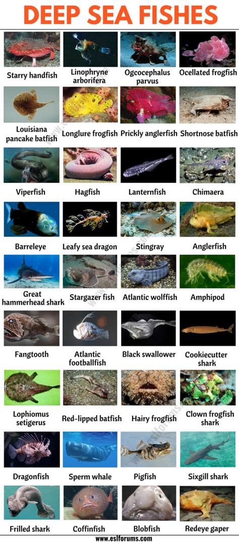 Deep Sea Fish: List of 35+ Types of Fish that Live in the Deep Sea ...