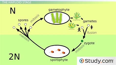 Moss Life Cycle | Diagram, Parts & Reproduction - Video & Lesson ...