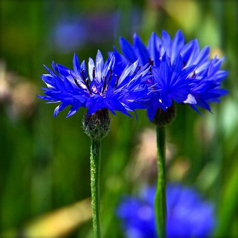 kornblomst / cornflower blue | Cornflower, Flower cottage, Cornflower blue