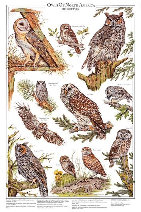 Owls Of North America Vol 1 - Poster and Identification Chart ...