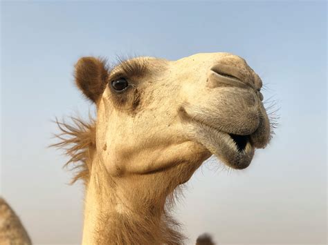 Free stock photo of arabian camel, desert